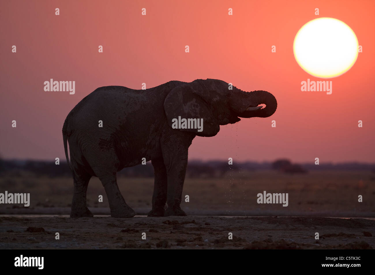 Africa, Botswana, African elephant (Loxodonta africana) at sunset Stock Photo