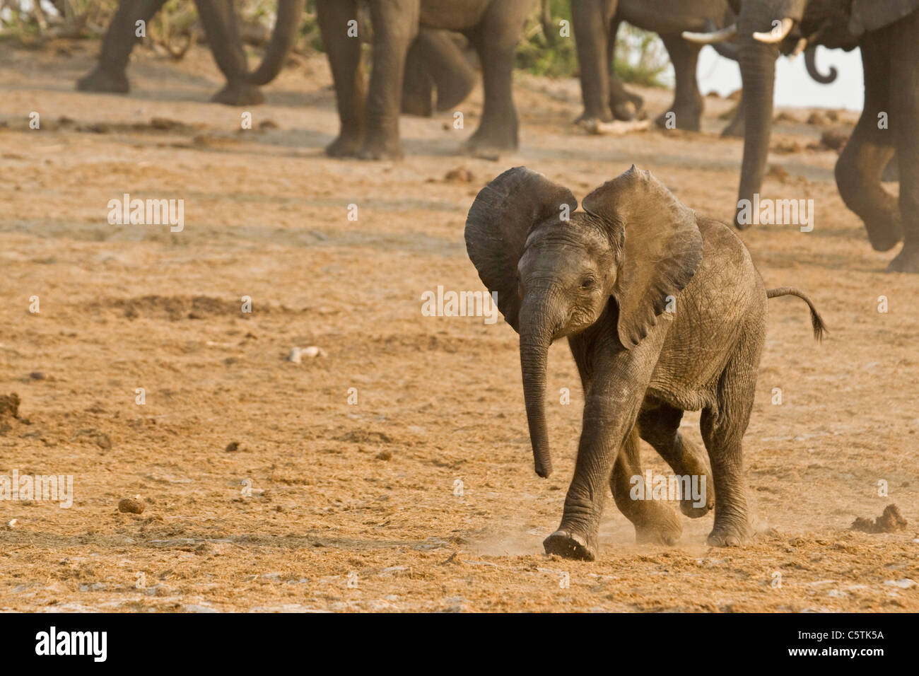 Africa, Botswana, Elephant calf (Loxodonta africana), herd in background Stock Photo