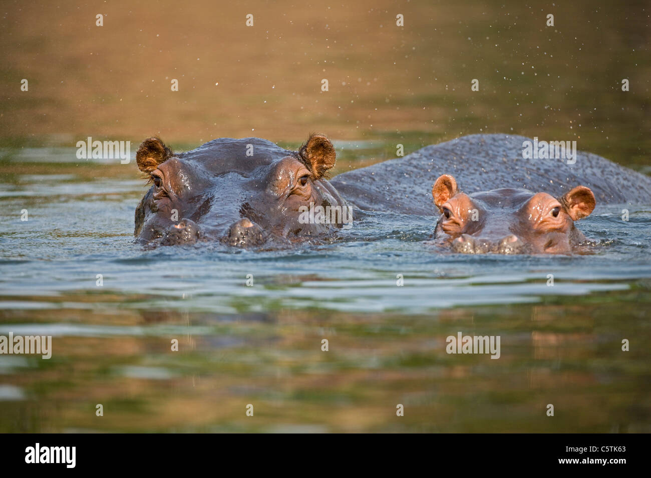 Africa, Botswana, Hippopotami (Hippopotamus amphibius) in water Stock Photo