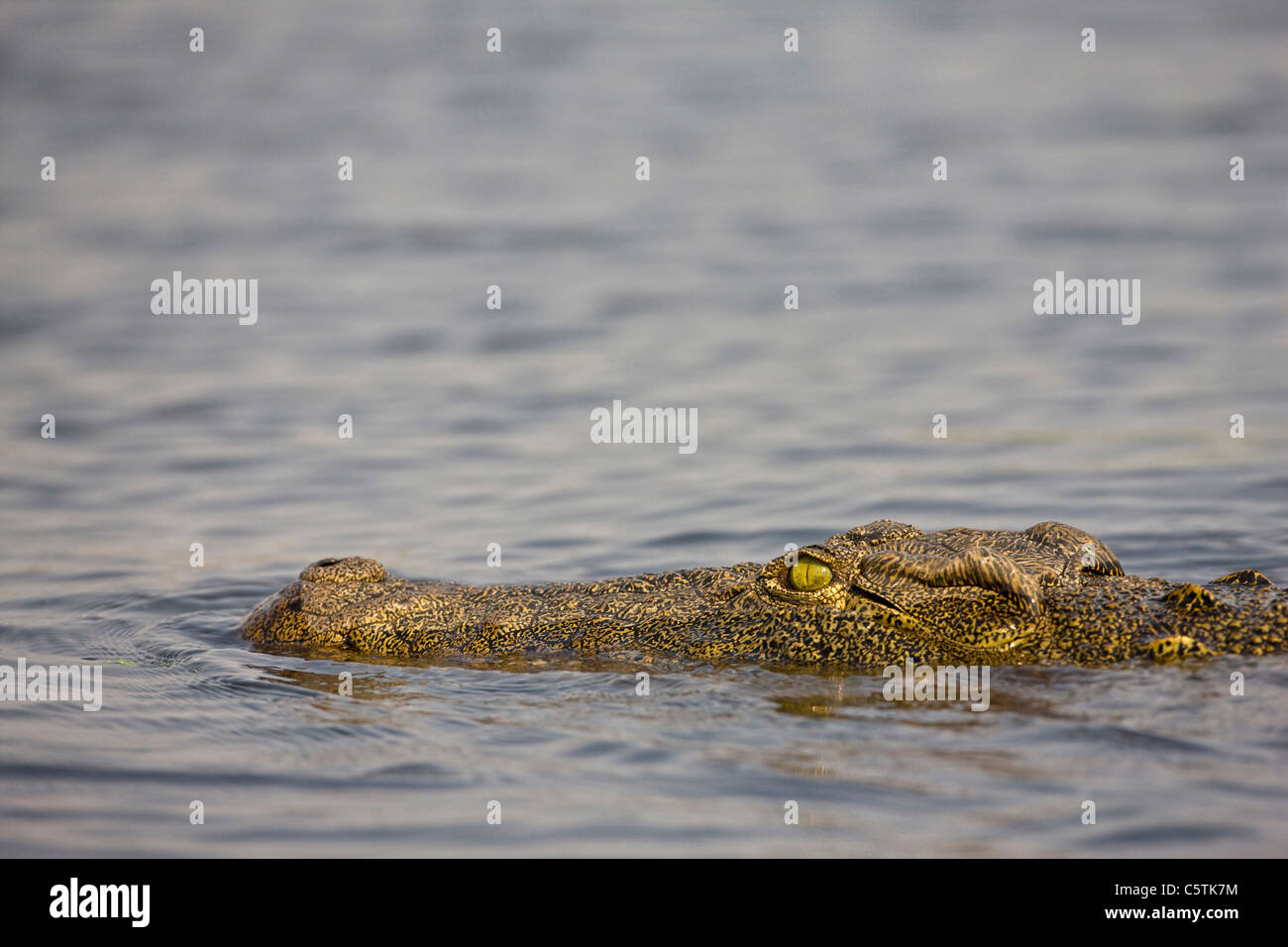 Africa, Botswana, Nile crocodile (Crocodylus niloticus) in water, close-up Stock Photo