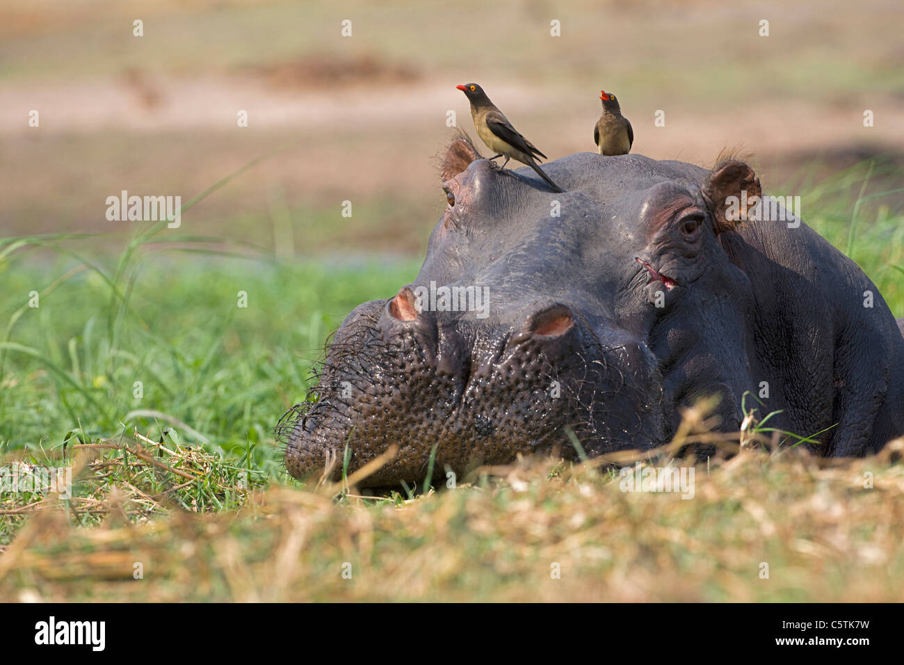 Africa, Botswana, Yellow-billed oxpecker on head of hippopotamus (Hippopotamus amphibius) Stock Photo