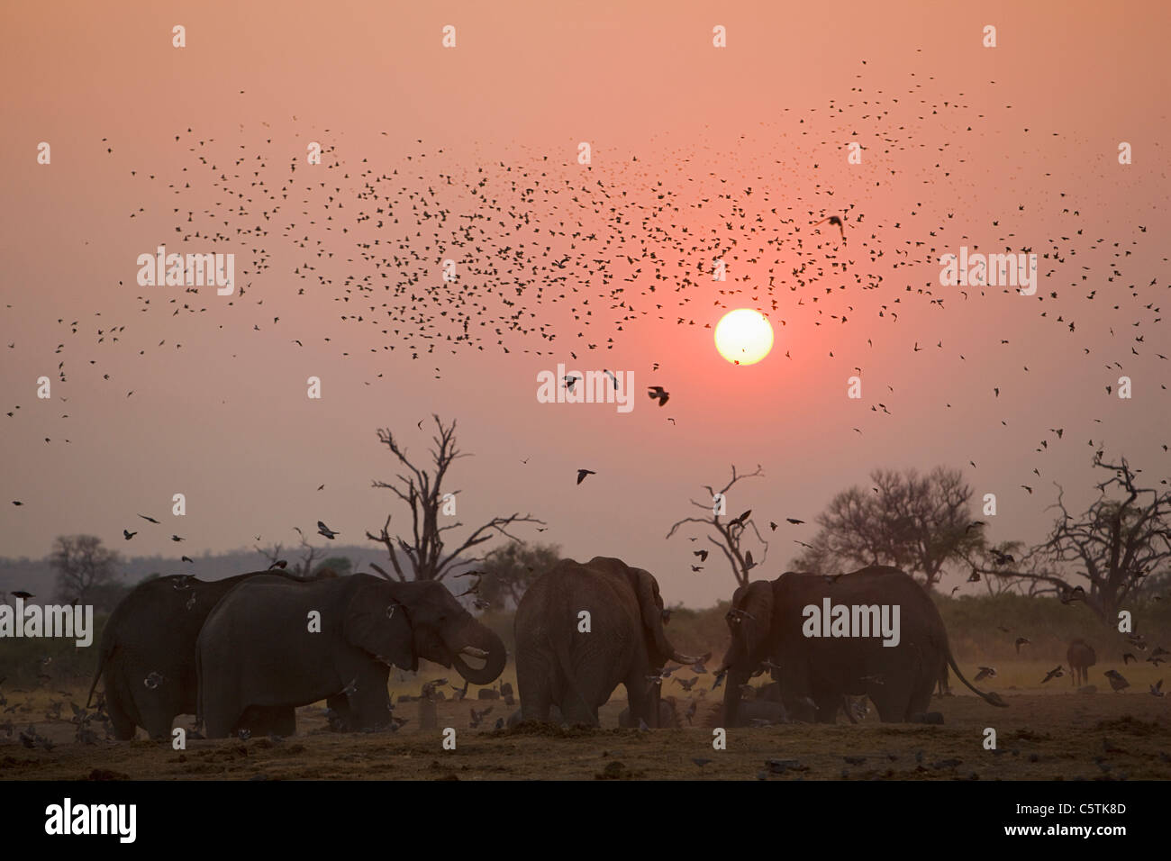 Africa, Botswana, Elephant herd (Loxodonta africana) at sunset Stock Photo