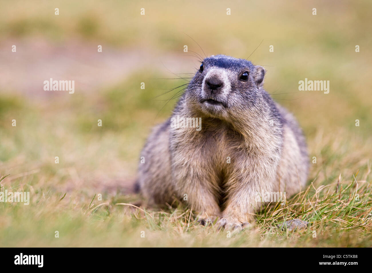 Austria, Alpine Marmot (Marmota marmota), portrait Stock Photo