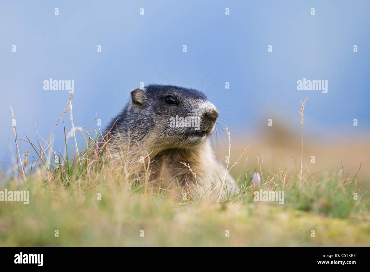 Austria, Alpine Marmot (Marmota marmota), portrait Stock Photo