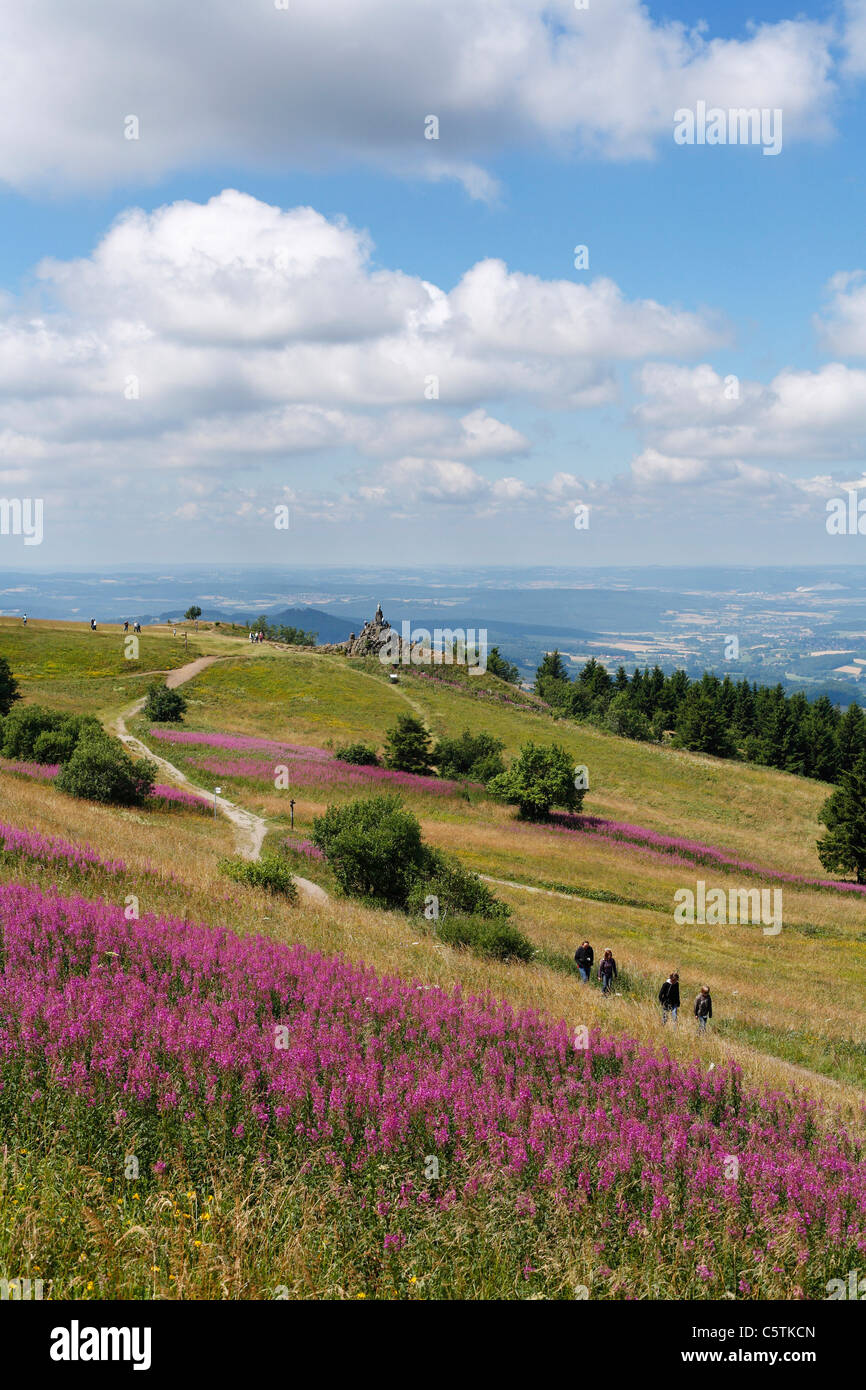 Germany, Hesse, Rhoen, View of fireweed flowers with mountains Stock Photo
