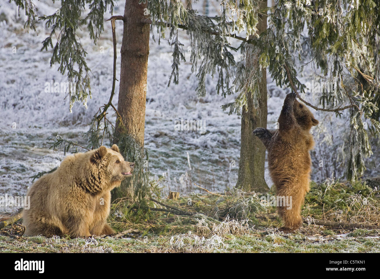 European Brown bears (Ursus arctos Stock Photo - Alamy
