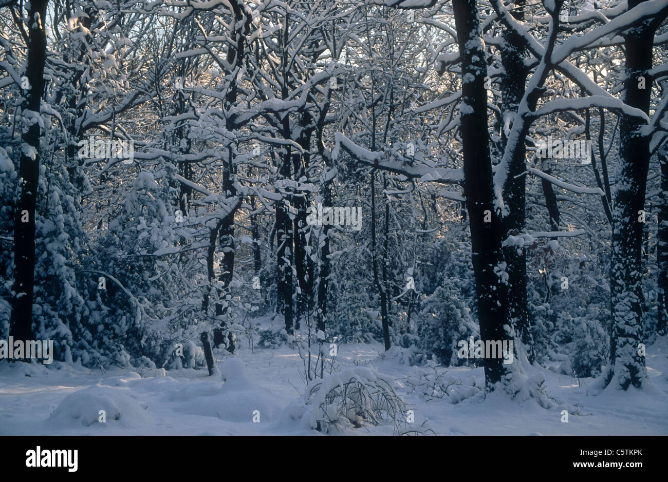 Mixed woodland in Winter, Ecclesall wood, Sheffield Stock Photo