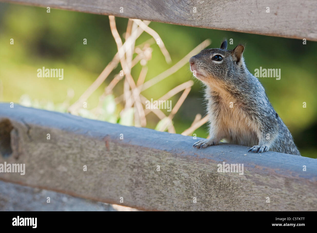 USA, California, Beecheys Ground Squirrel (Spermophilus beecheyi), close-up Stock Photo