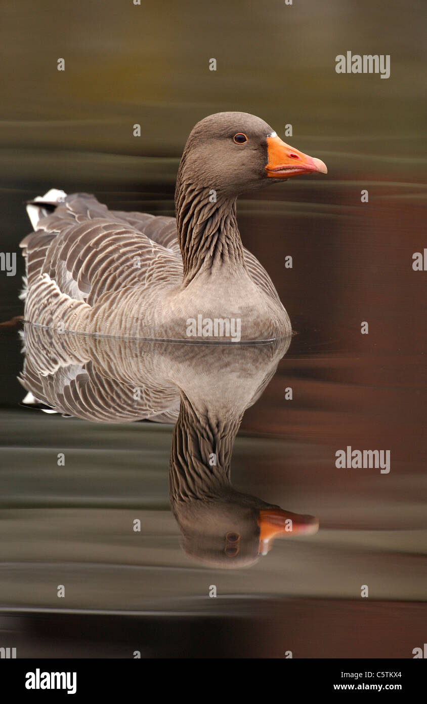 GREYLAG GOOSE Anser anser Adult bird reflected in the calm waters of the River Lea near Hackney Marshes. November.  London, UK Stock Photo