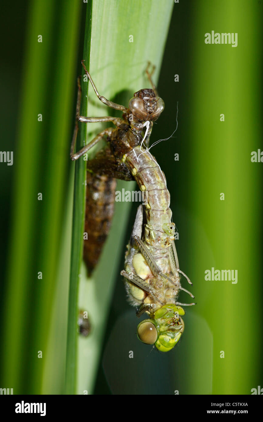 Germany, Bavaria, Dragonfly emerging from larva skin, close up Stock Photo