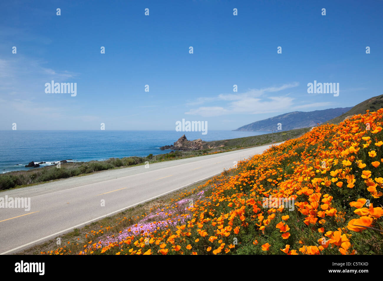USA, California, california poppies (Eschscholzia californica) at coast Stock Photo