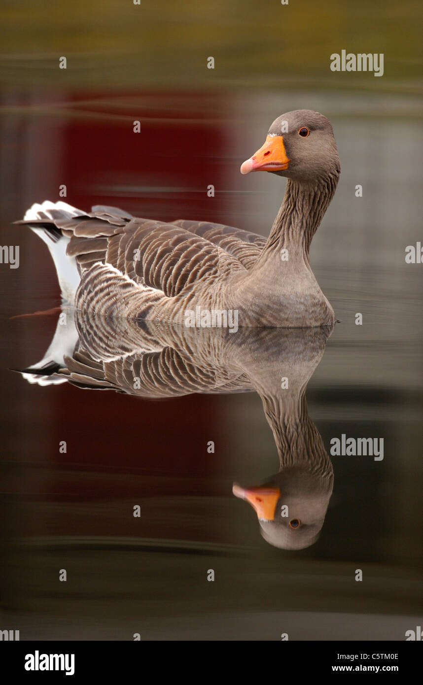 GREYLAG GOOSE Anser anser Adult bird reflected in the calm waters of the River Lea near Hackney Marshes.  London, UK Stock Photo
