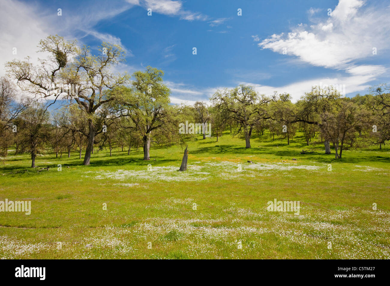 USA, California, Oak trees in meadow Stock Photo