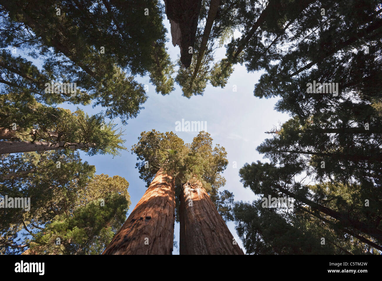 USA, California, Giant sequoias (Sequoiadendron giganteum) low angle view Stock Photo