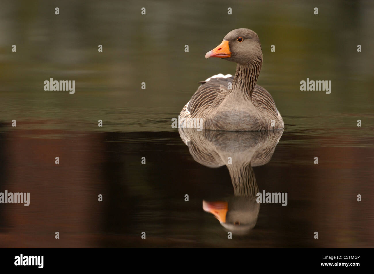 GREYLAG GOOSE Anser anser Adult bird reflected in the calm waters of the River Lea near Hackney Marshes. London, UK Stock Photo