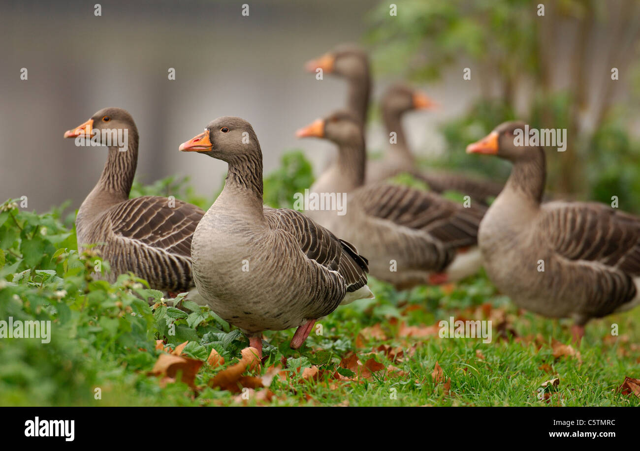 GREYLAG GOOSE Anser anser A group of adults perched on the banks of the River Lea near Hackney Marshes. London, UK Stock Photo