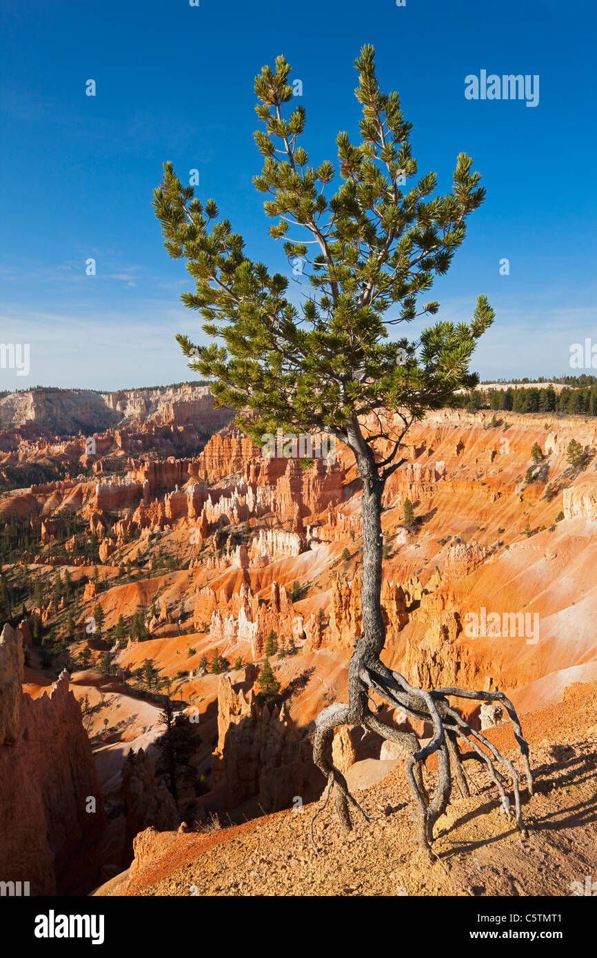 USA, Utah, Bryce Canyon National Park, Limber Pine (Pinus flexilis) in landscape Stock Photo