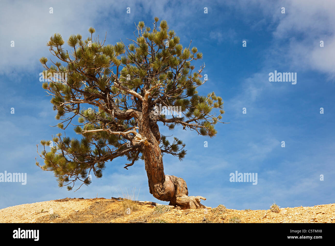 USA, Utah, Bryce Canyon National Park, Limber Pine (Pinus flexilis) Stock Photo