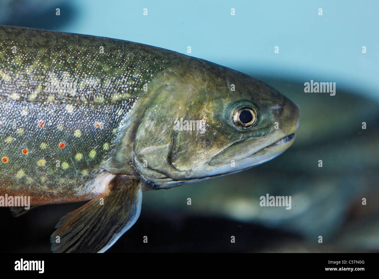 Germany, Bavaria, Tegernsee, Close up of brook trout Stock Photo