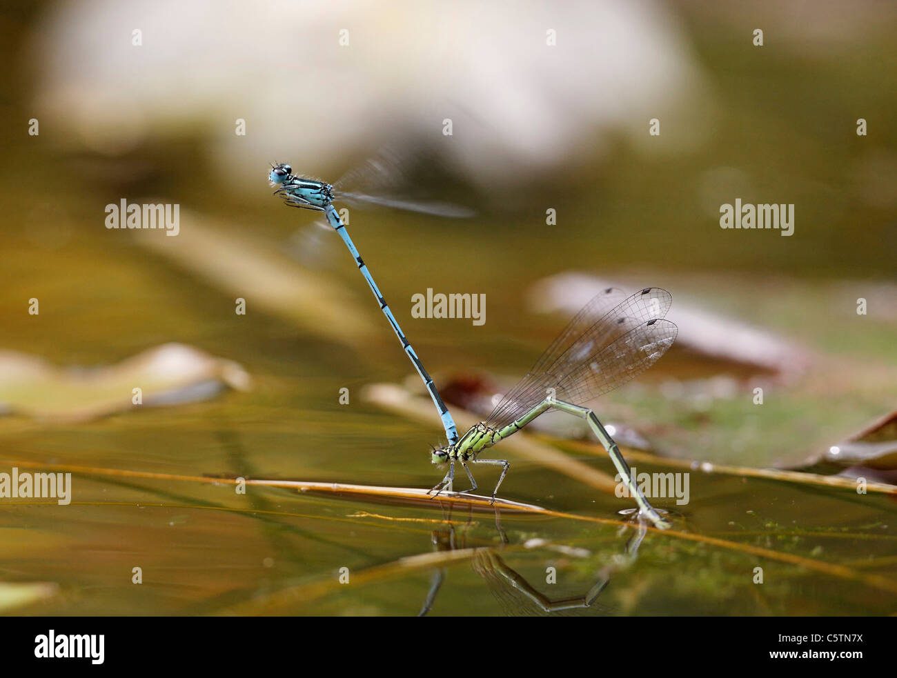 Germany, Bavaria, Azure damselfly in oviposition, close up Stock Photo ...