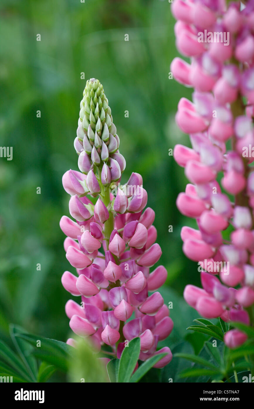 Germany, Flower of lupine, close up Stock Photo