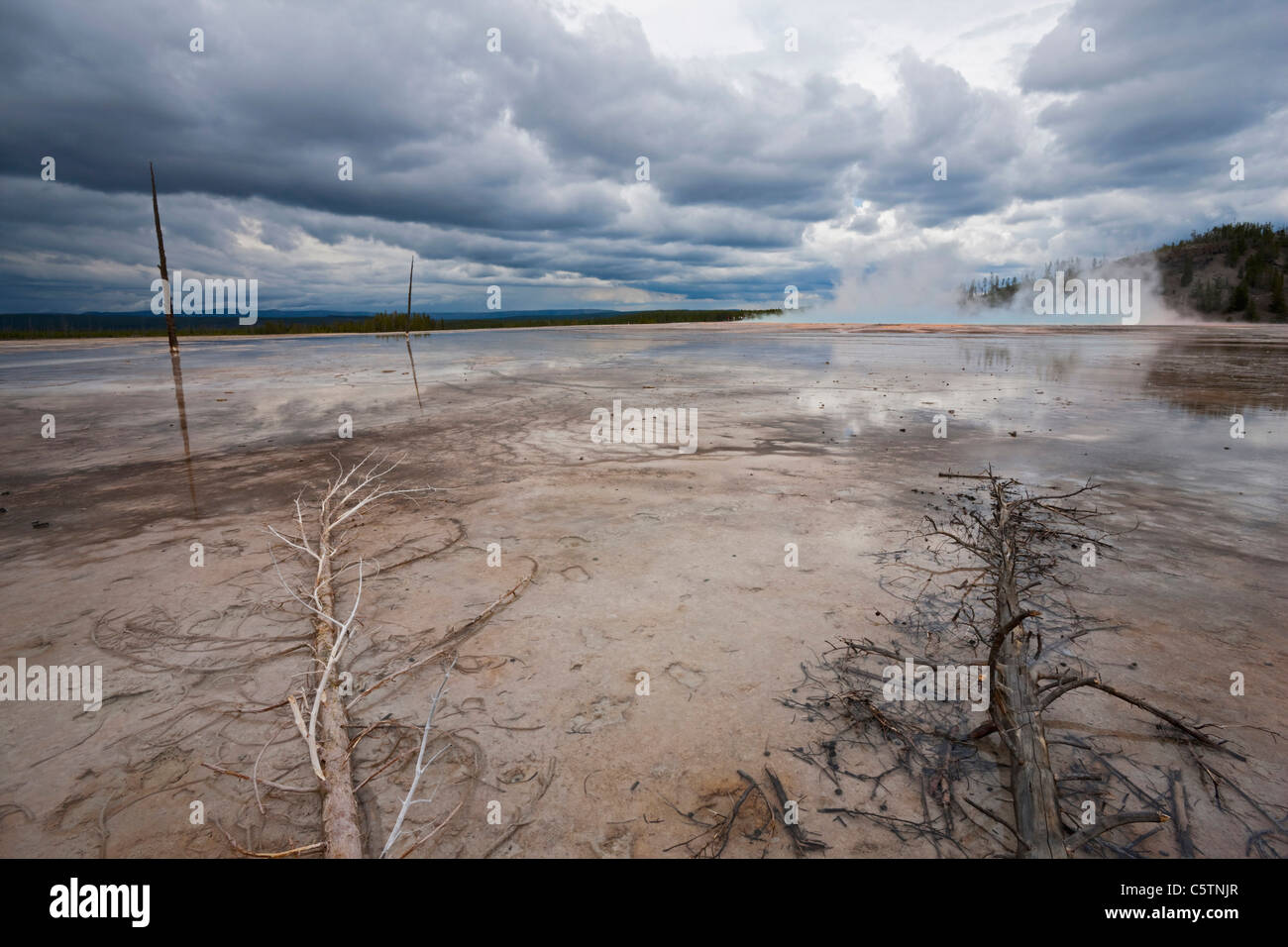Dead Spring Tree Dead trees steam yellowstone hi-res stock photography and images - Alamy