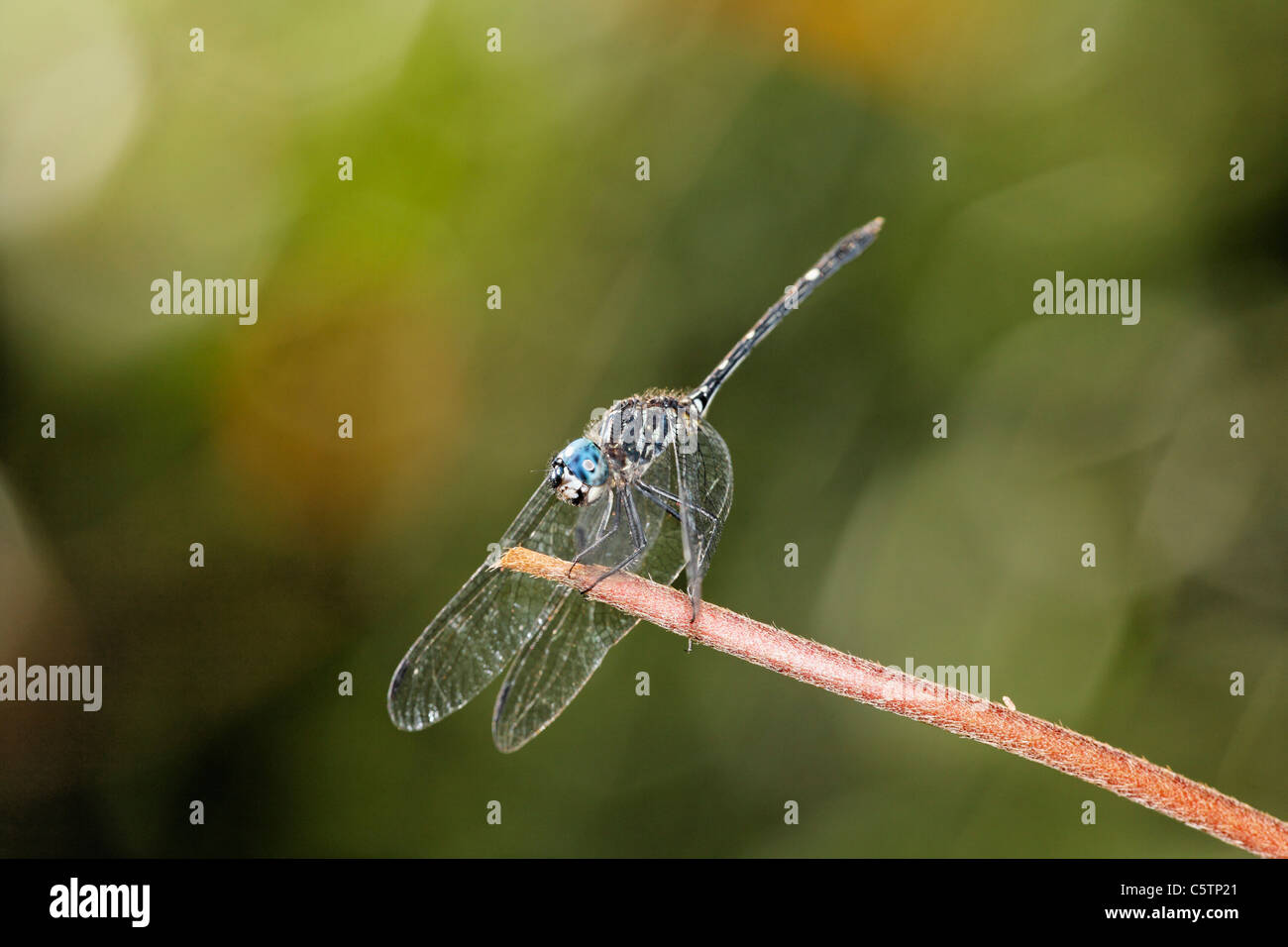 Costa Rica, Dragonfly on twig Stock Photo