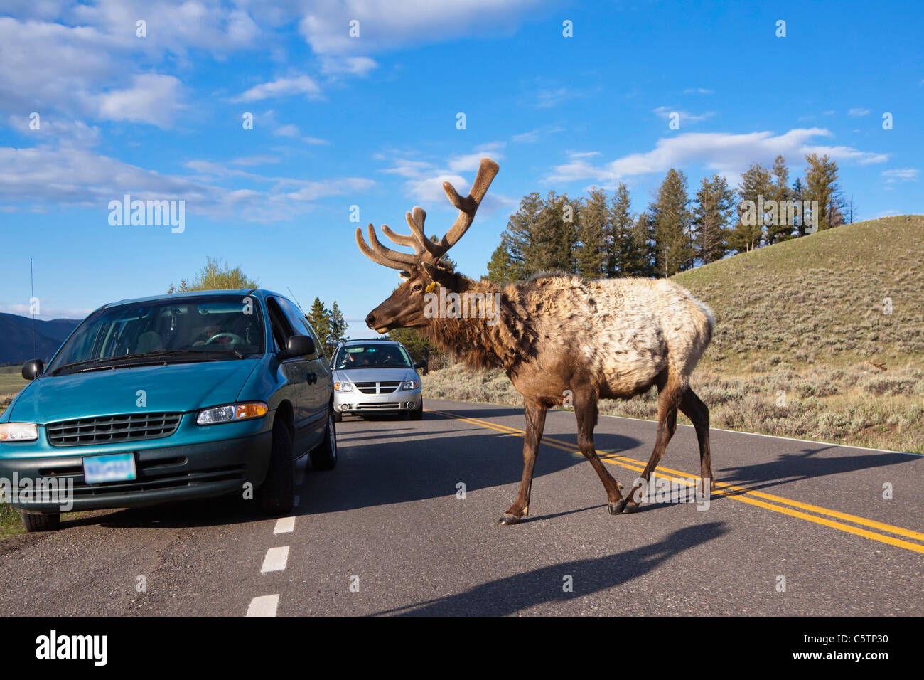 USA, Yellowstone Park, Elk ((Cervus canadensis) crossing road Stock Photo