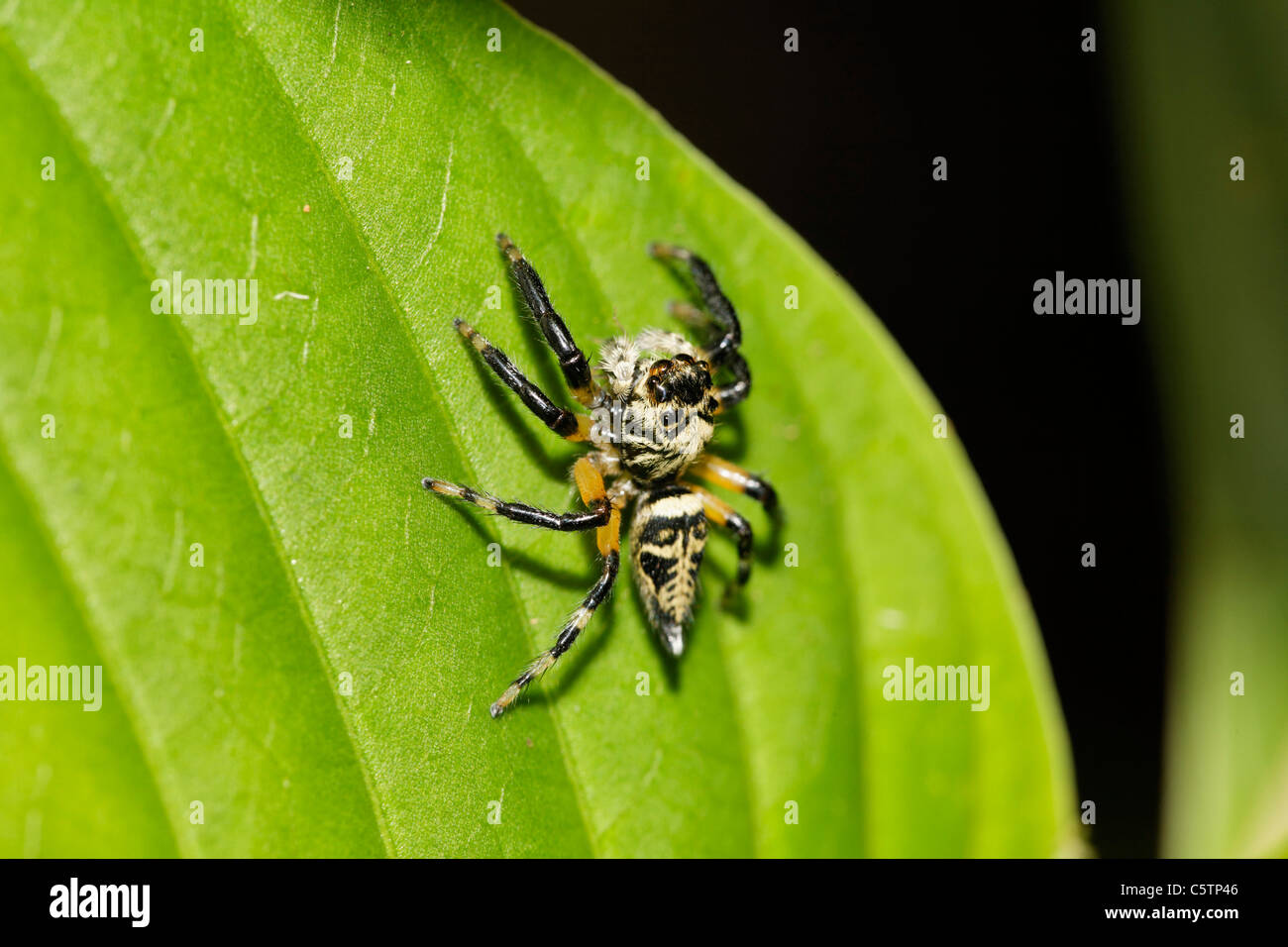 Costa Rica, Jumping spider on leaf Stock Photo