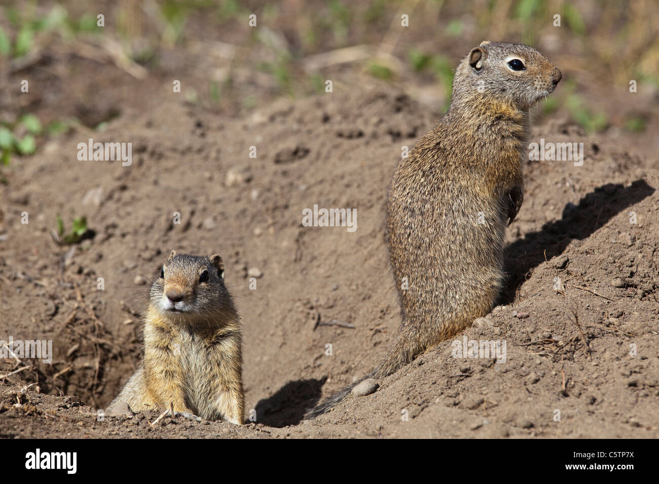 USA, Yellowstone Park, Uinita Ground Squirrels (Spermophilus armatus) Stock Photo