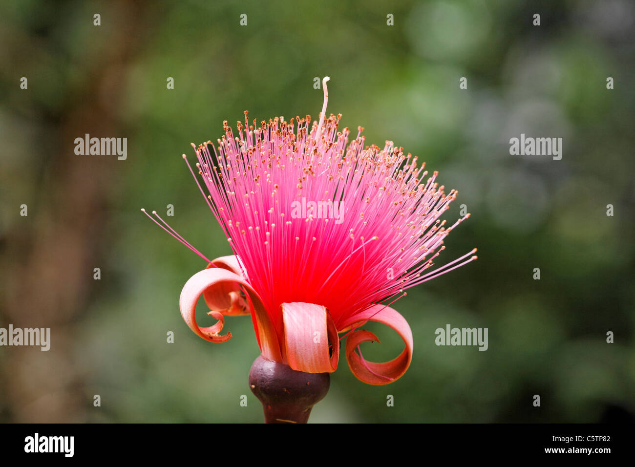 Costa Rica, flower of pseudobombax ellipticum Stock Photo
