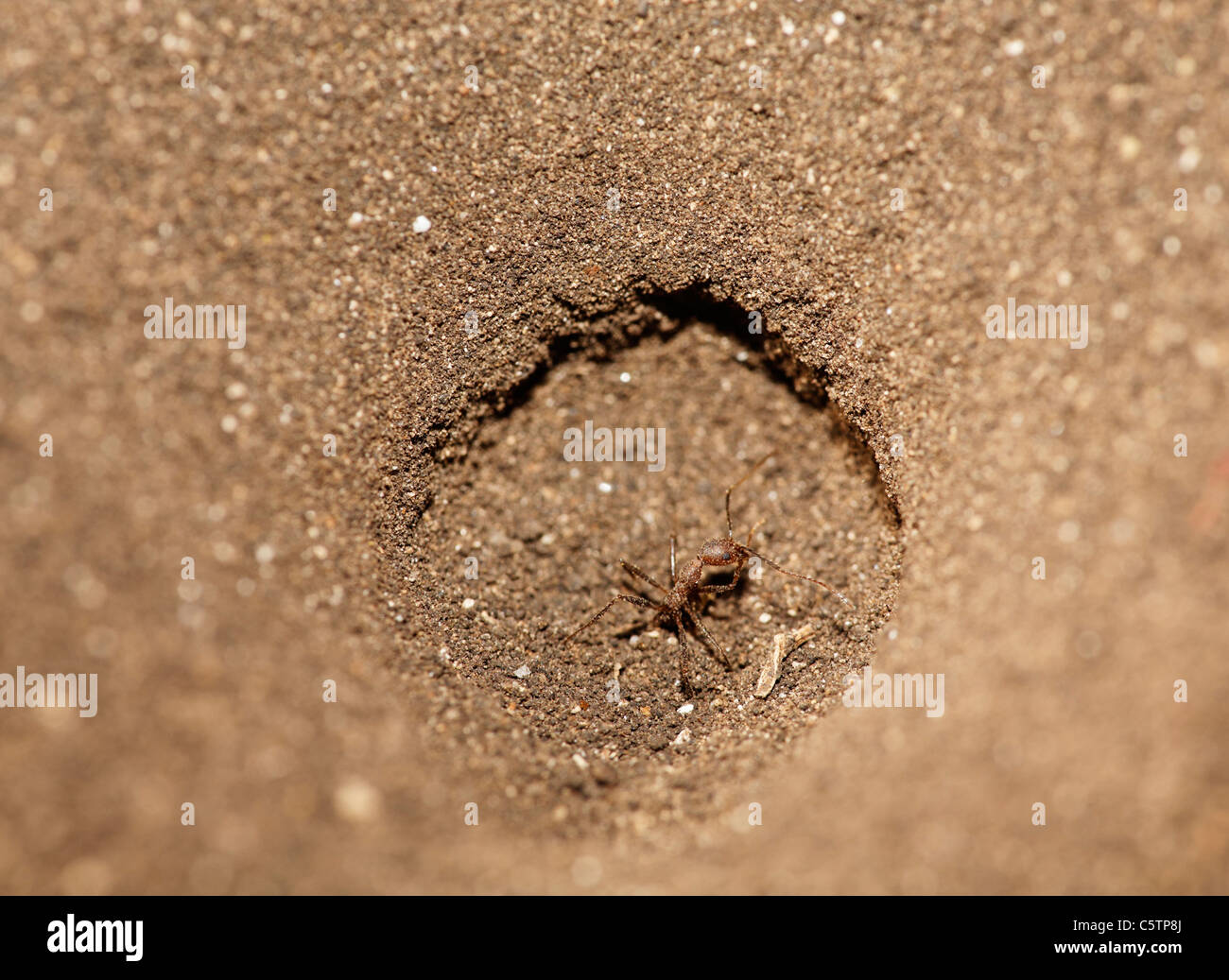Costa Rica, Guanacaste, Palo Verde, Ant in funnel trap of antlion Stock Photo
