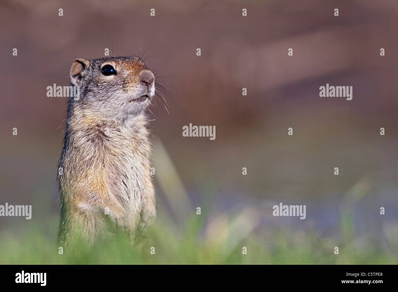 USA, Wyoming, Grand Teton National Park,  A Uinta ground squirrel (Spermophilus armatus), close-up Stock Photo