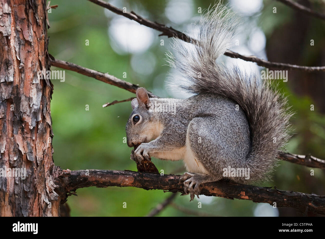 USA, California, Yosemite National Park, Grey squirrel (Sciurus griseus), close-up Stock Photo