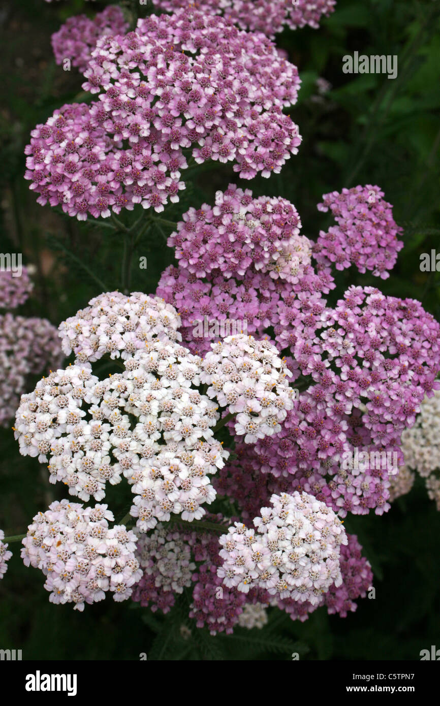Flowering White And Purple Yarrow Achillea millefolium Stock Photo