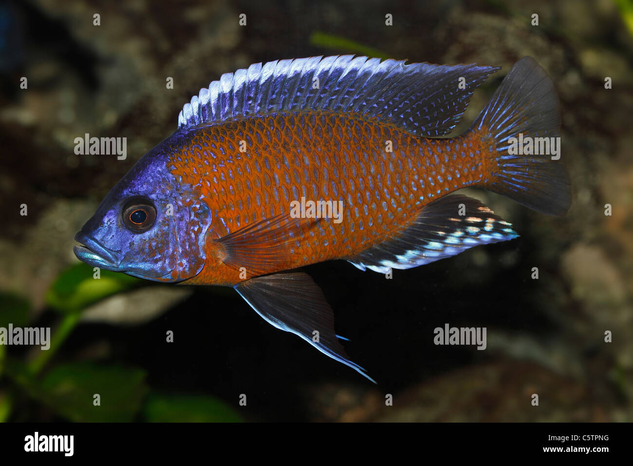 Germany, Cichlid fish swimming in aquarium freshwater Stock Photo