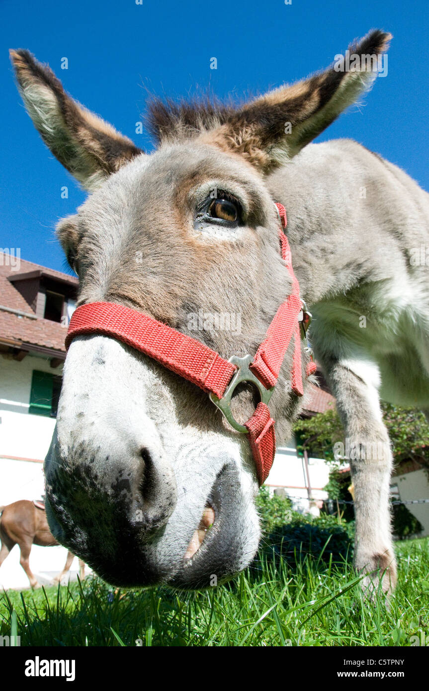 Portrait of donkey (Equus asinus asinus), close up Stock Photo
