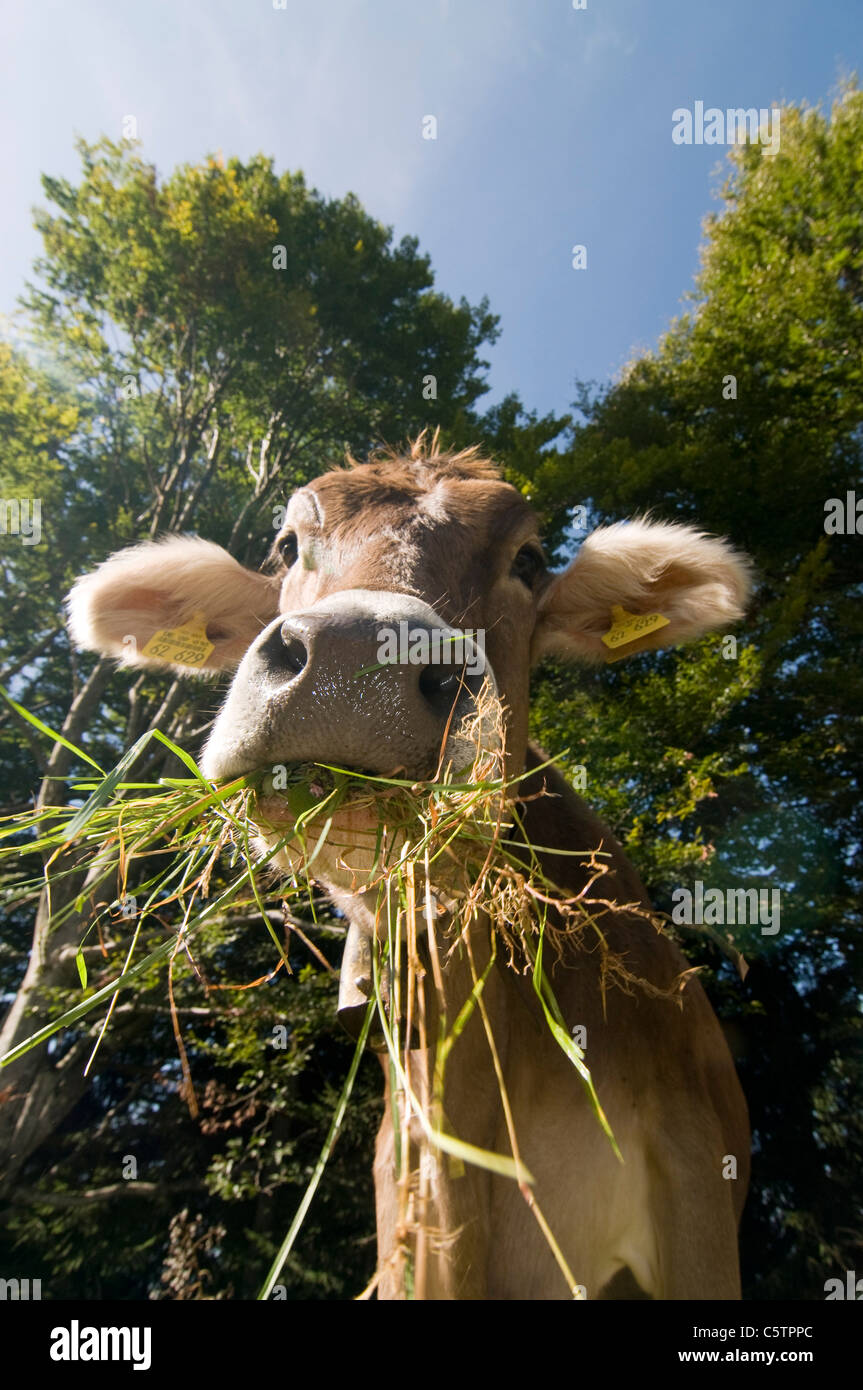 Germany, Bavaria, AllgÃ¤u, Cattle, portrait Stock Photo