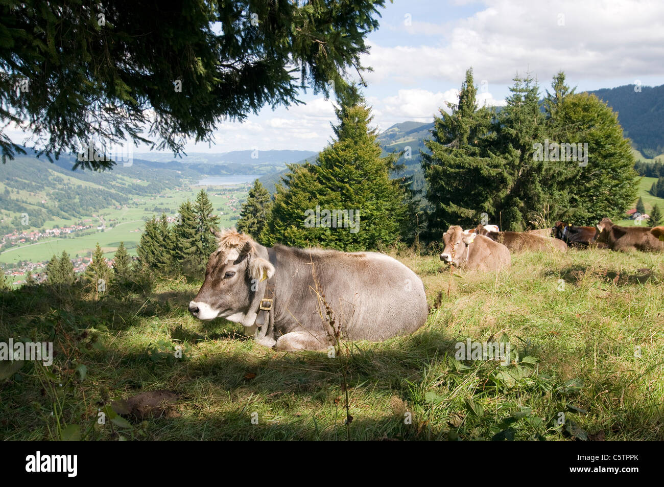 Germany, Bavaria, AllgÃ¤u, Cattle resting in grass Stock Photo