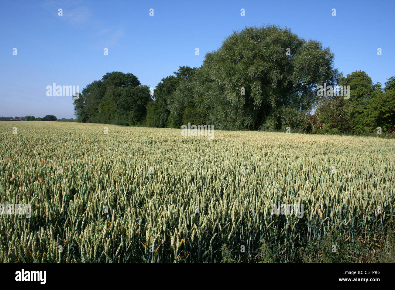 Lincolnshire Wheatfield Beneath A Blue Sky, UK Stock Photo