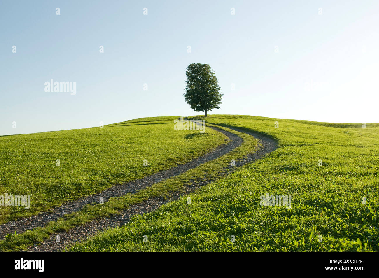 Germany, Bavaria, AllgÃ¤u, Single tree next to farm track Stock Photo