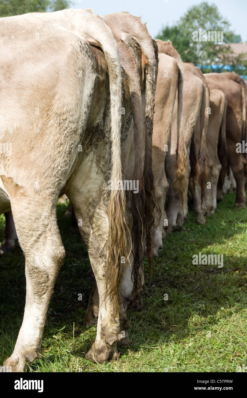 Germany, Bavaria, AllgÃ¤u, Cattle herd, rear view Stock Photo