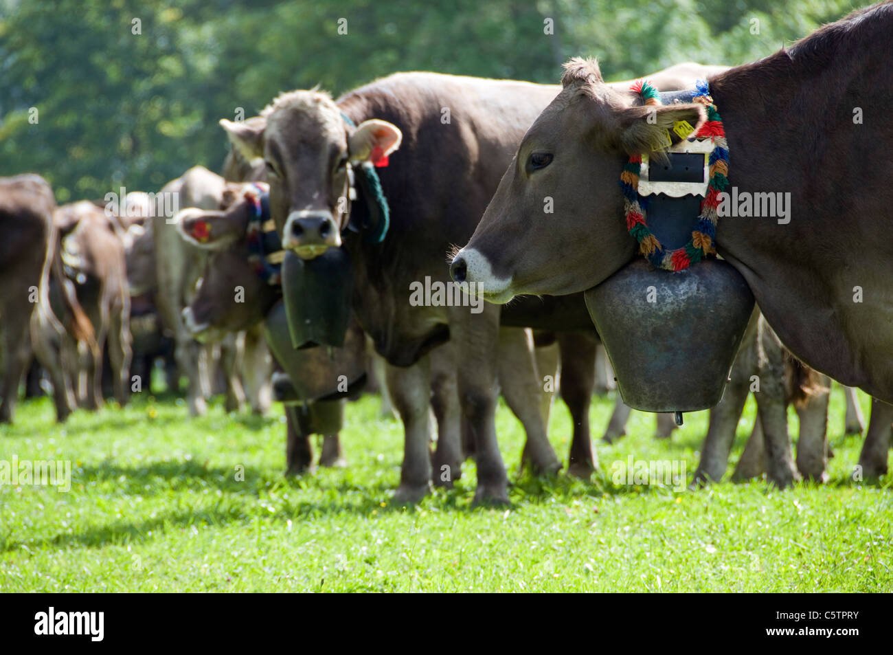 Germany, Bavaria, AllgÃ¤u, Cattle herd Stock Photo