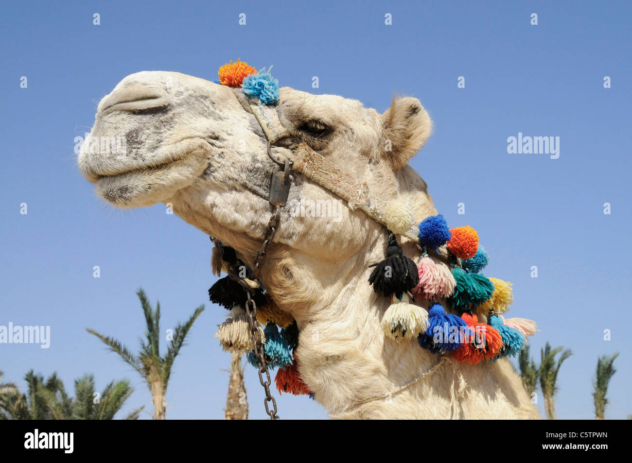 Egypt, Portrait of Camel In Full Head Dress, (Camelus dromedarius) Stock Photo