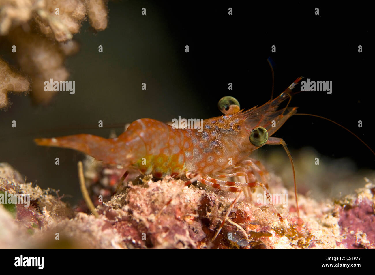 Egypt, Red Sea, Hendersons hinge-beak shrimp (Cinetorhynchus hendersoni) Stock Photo