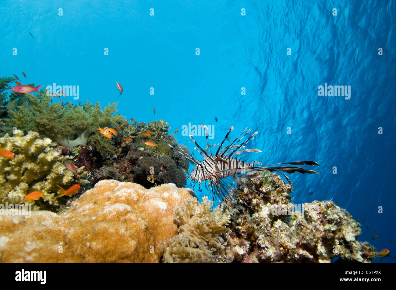 Egypt, Red Sea, Lionfish (Pterois volitans) and Coral Groupers (Cephalopholis miniatus) Stock Photo