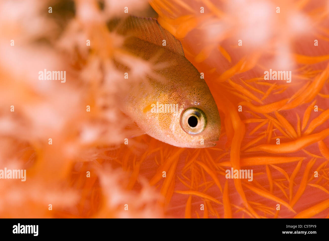 Egypt, Red Sea, Damsel Fish (Pomacentridae) close-up Stock Photo