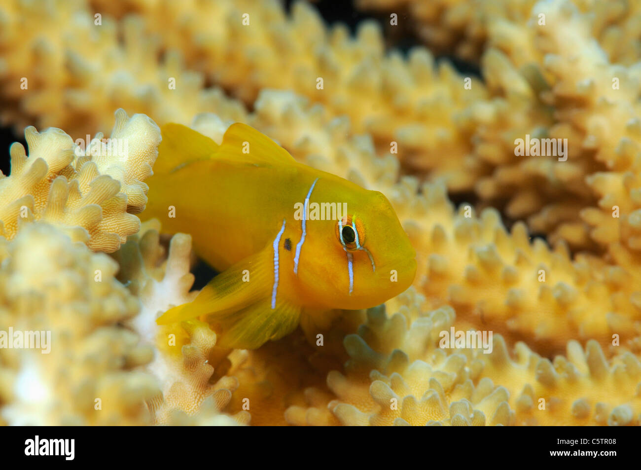Egypt, Red Sea, Citron Goby (Gobiodon citrinus) Stock Photo