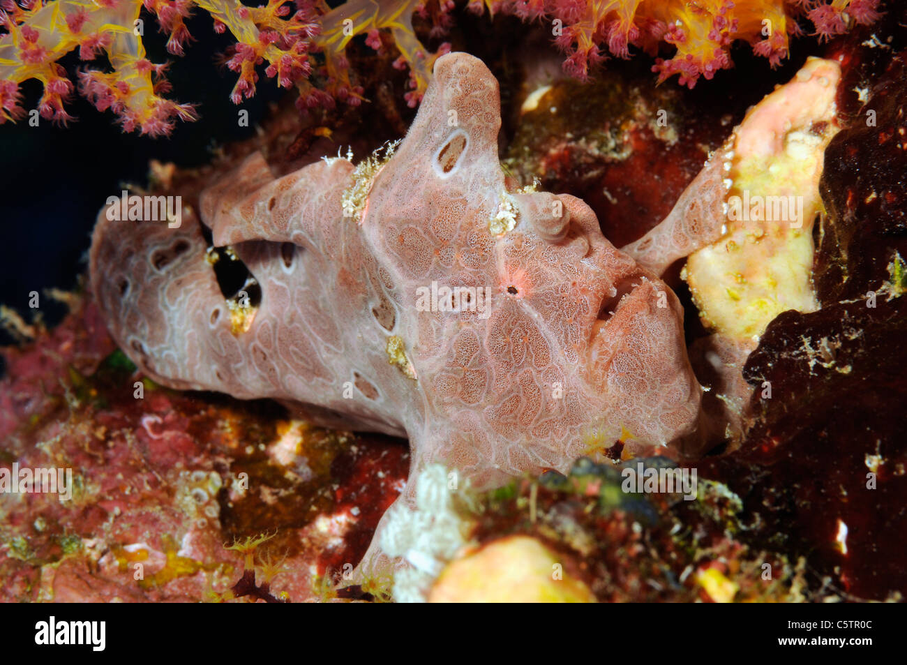 Egypt, Red Sea, Pointed Anglerfish (Antennarius pictus) Stock Photo