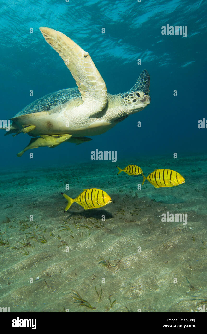 Egypt, Red Sea, Green sea turtle (Chelonia mydas) and pilot fishes (Naucrates ductor) Stock Photo